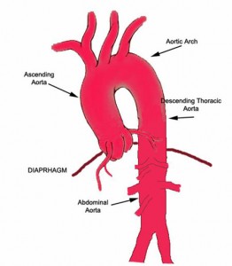 aorta