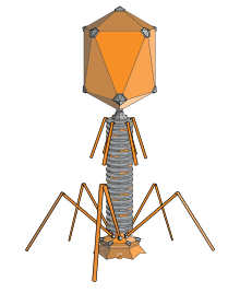 bacteriofagen bacteriofagen