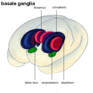 basale ganglia basale ganglia