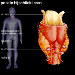 bijschildklier bijschildklier