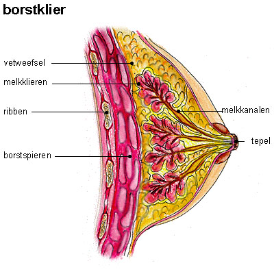borstklier borstklier
