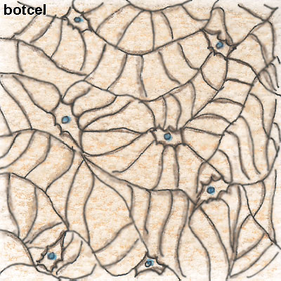 botcel botcel