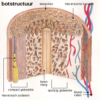botstructuur botstructuur
