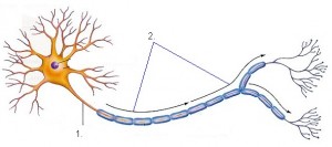 cellichaam