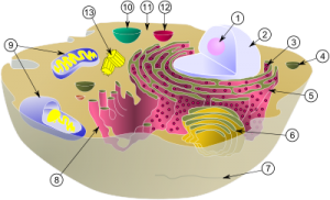 celorganellen celorganellen
