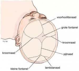 fontanel fontanel