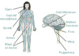 fysiologie fysiologie
