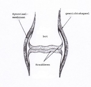 gewrichtsvloeistof