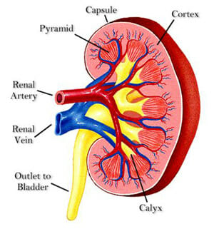 glomerulonephritis