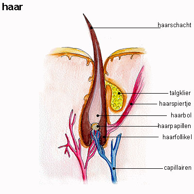 haar haar