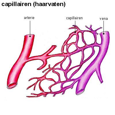 haarvaten haarvaten