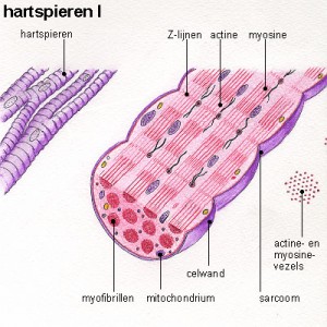 hartspieren hartspieren