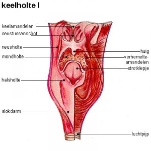 keelholte keel