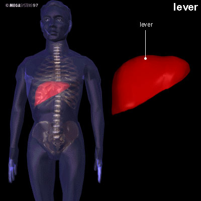 lever lever