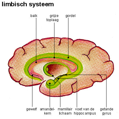 limbisch systeem limbisch systeem