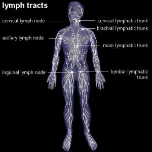lymph lymph