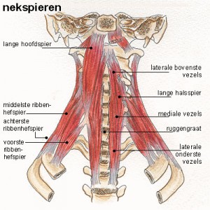pijn nekspieren