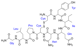 oxytocine oxytocine