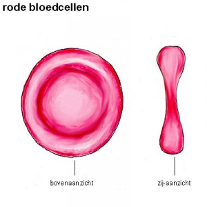 rode bloedcellen rode bloedcellen