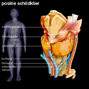 schildklier schildklier