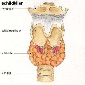 schildklier schildklier