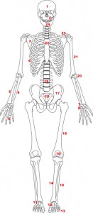 skeletstelsel