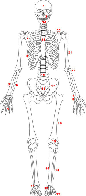 Wonderlijk Skeletstelsel | Skelet | Menselijk Lichaam - Menselijk Lichaam MB-37