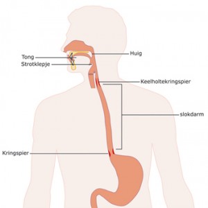 candida verschijnselen