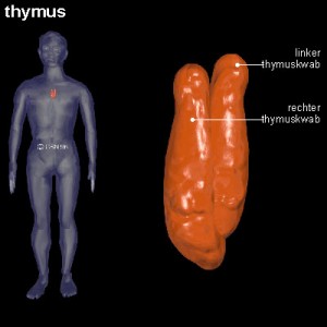 thymus thymus