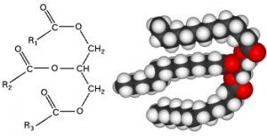 triglyceriden