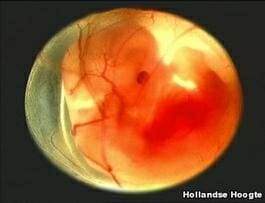 vruchtwater vruchtwater